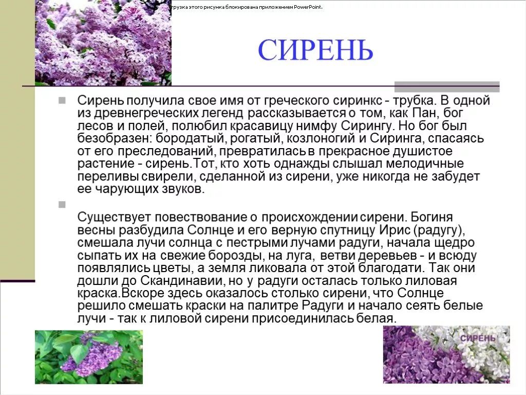 Текст описание про цветок. Описание цветка сирени. Мифы о сирени. Сирень Легенда о цветке. Сирень информация.