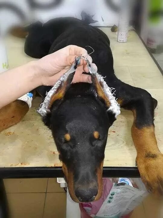 Купированные уши у солак. Купирование ушей у добермана. Доберман уши купируют. Стаффорд купирование ушей. Доберман-пинчер некупированный.