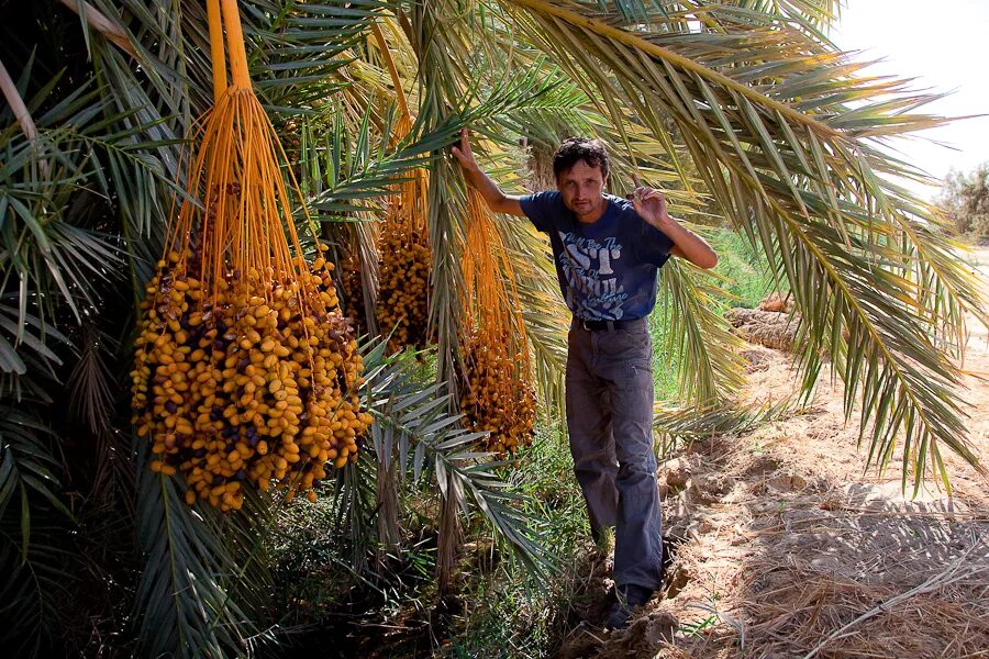 Финиковая плантация. Марокко финики. Ирак финики. Финиковые пальмы в Марокко. Финиковая ферма.
