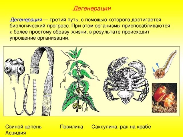 Назовите примеры дегенерации. Дегенерация примеры. общая дегенерация примеры. дегенерация у животных. биологический прогресс дегенерация.
