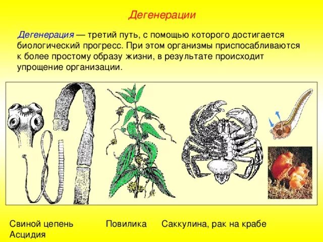 Примерами дегенерации являются. Дегенерация примеры. Общая дегенерация примеры. Дегенерация у животных. Биологический Прогресс дегенерация.