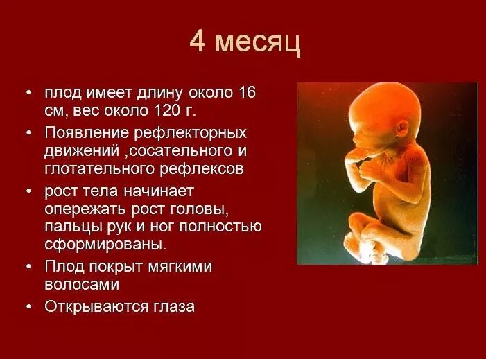 5 1 16 недель