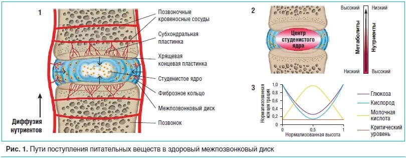 Кровоснабжение межпозвоночных дисков