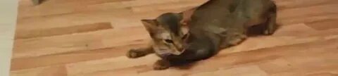 Течка кошки форум