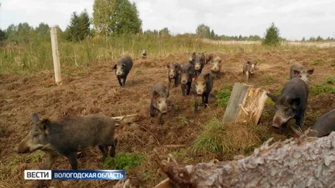 Кабан земля