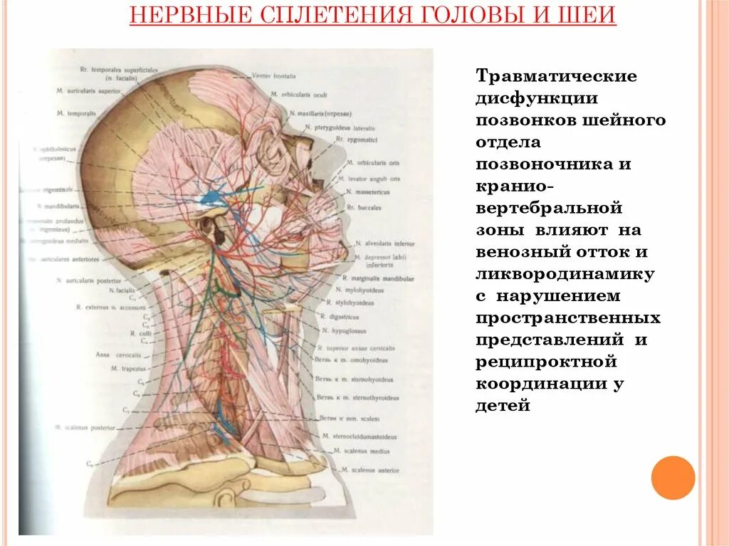 Иннервация кожи головы анатомия. Вегетативные нервные сплетения анатомия. Шейное сплетение анатомия схема. Нервная система головы и шеи.