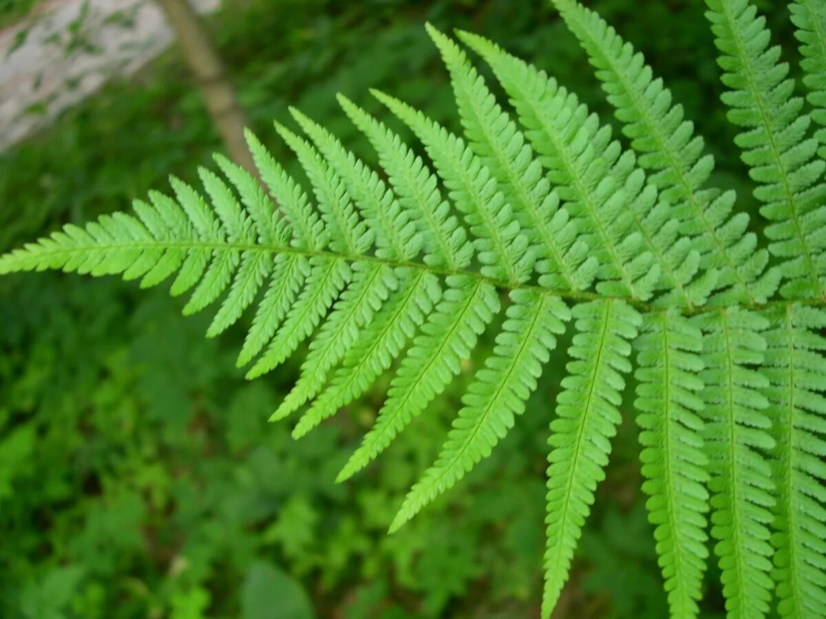 папоротникообразные плауны хвощи папоротники. почему папоротники хвощи плауны относят. папоротники хвощи и плауны высшие споровые. хвощ плаун папоротник относятся к высшим споровым растениям. отдел плауновидные высшие растения.