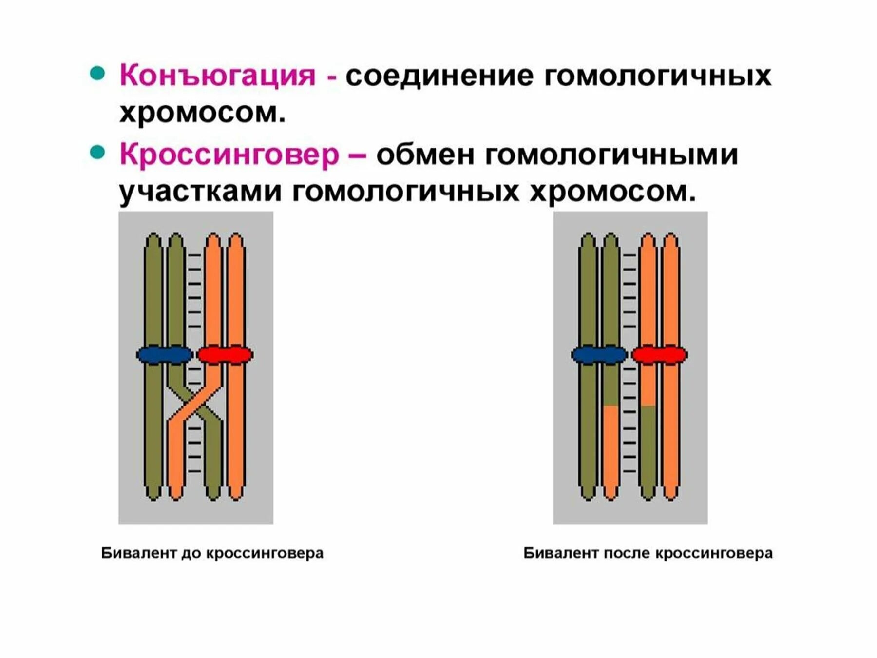 Конъюгация гомологичных хромосом схема. Механизм кроссинговера и конъюгации. Схема кроссинговера биология. Кроссинговер биваленты.