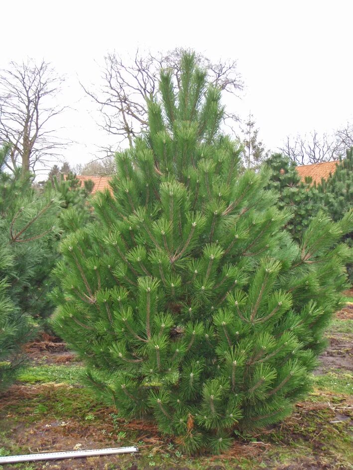 Сосна нигра описание. Сосна Пинус Нигра. Сосна Pinus nigra. Сосна Нигра Австрийская. Сосна черная / Pinus nigra nigra.