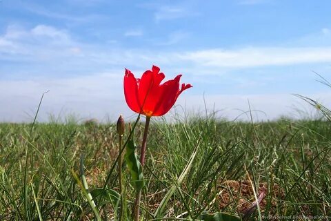 Цветок для калмыка
