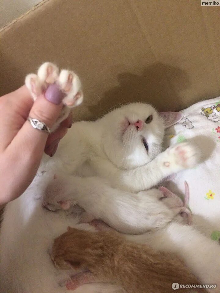 Глухой котенок. Порода глухих кошек. глухая кошка. уход за глухой кошкой. что делать если кошка глухая.