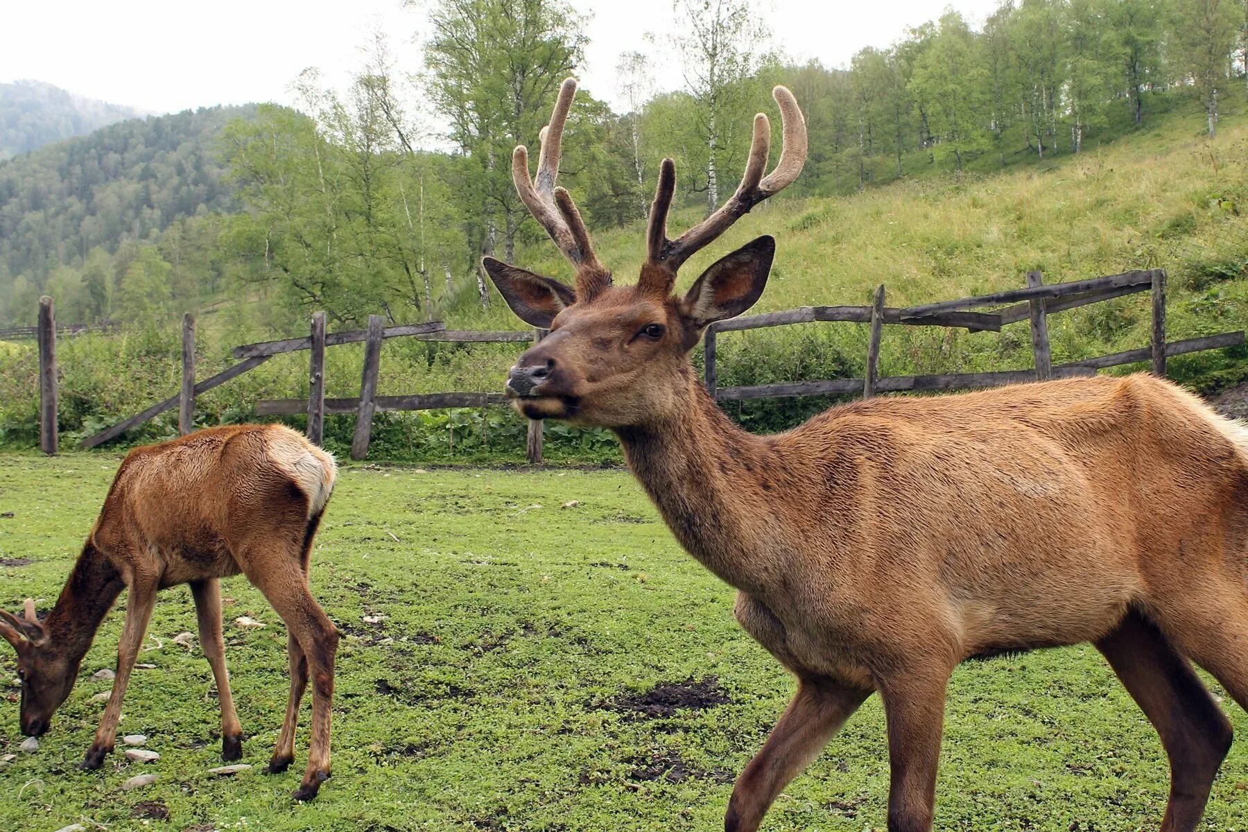 Маралы горный алтай. Благородный олень изюбрь. Благородный олень, марал (бугу, марал). Благородный олень марал изюбрь. Маралым.