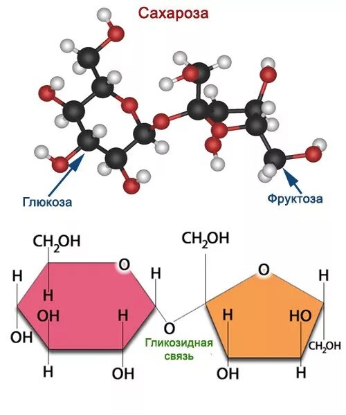 Строение углеводов формула. Моносахариды строение молекулы Глюкозы. Сахар молекулярное строение. Моносахариды строение молекулы. Фруктоза белки