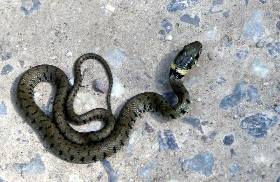 Уж обыкновенный - змея неядовитая. Красноголовый крайт змея. Обыкновенный уж natrix natrix. Гадюка серая обыкновенная. Обыкновенный уж natrix natrix.