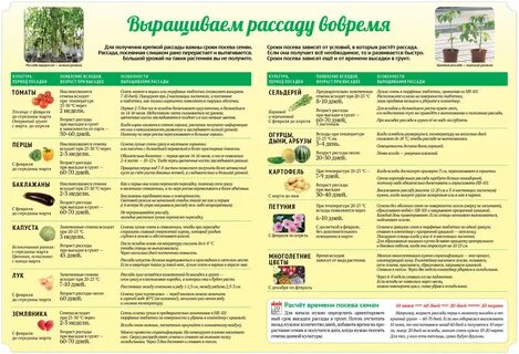 Кассеты для рассады - особенности, виды, инструкция по применению