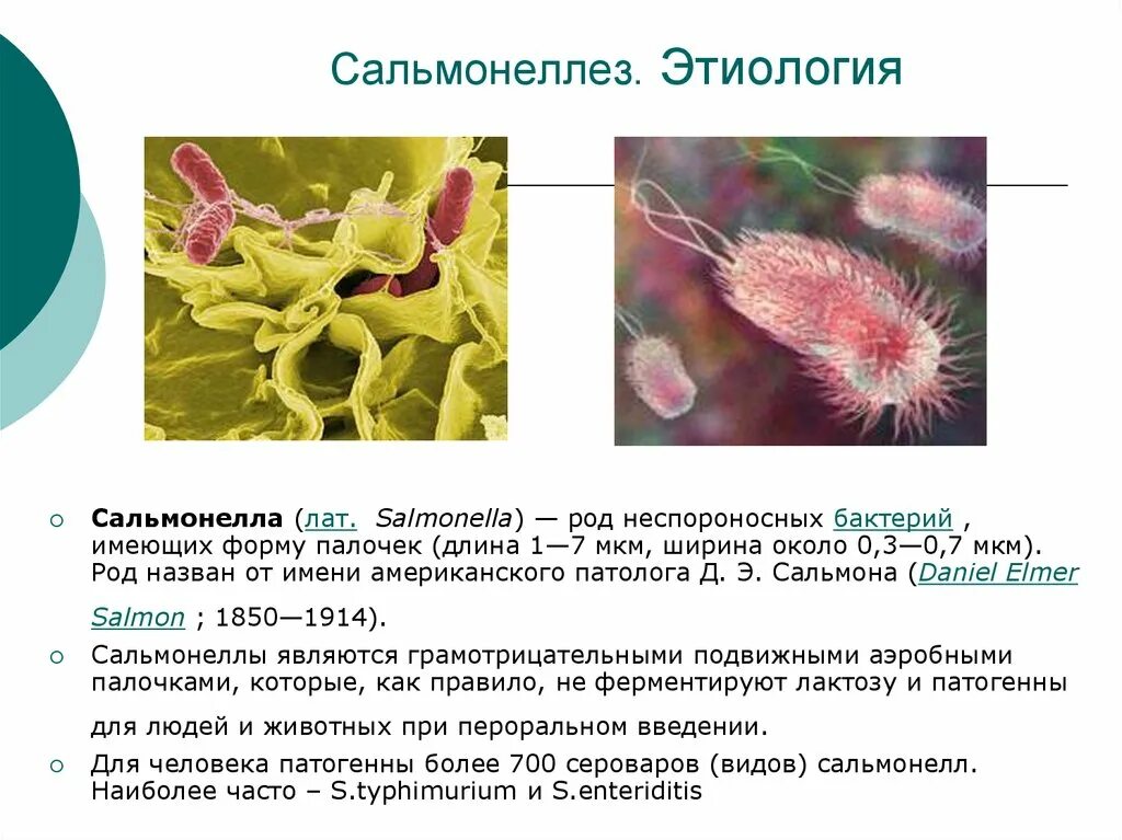 Сальманалиоз. Сальмонеллез бактерия возбудитель. Бактерия сальмонелла симптомы. Сальмонеллы микробиология презентация. Сальмонелла этиология.