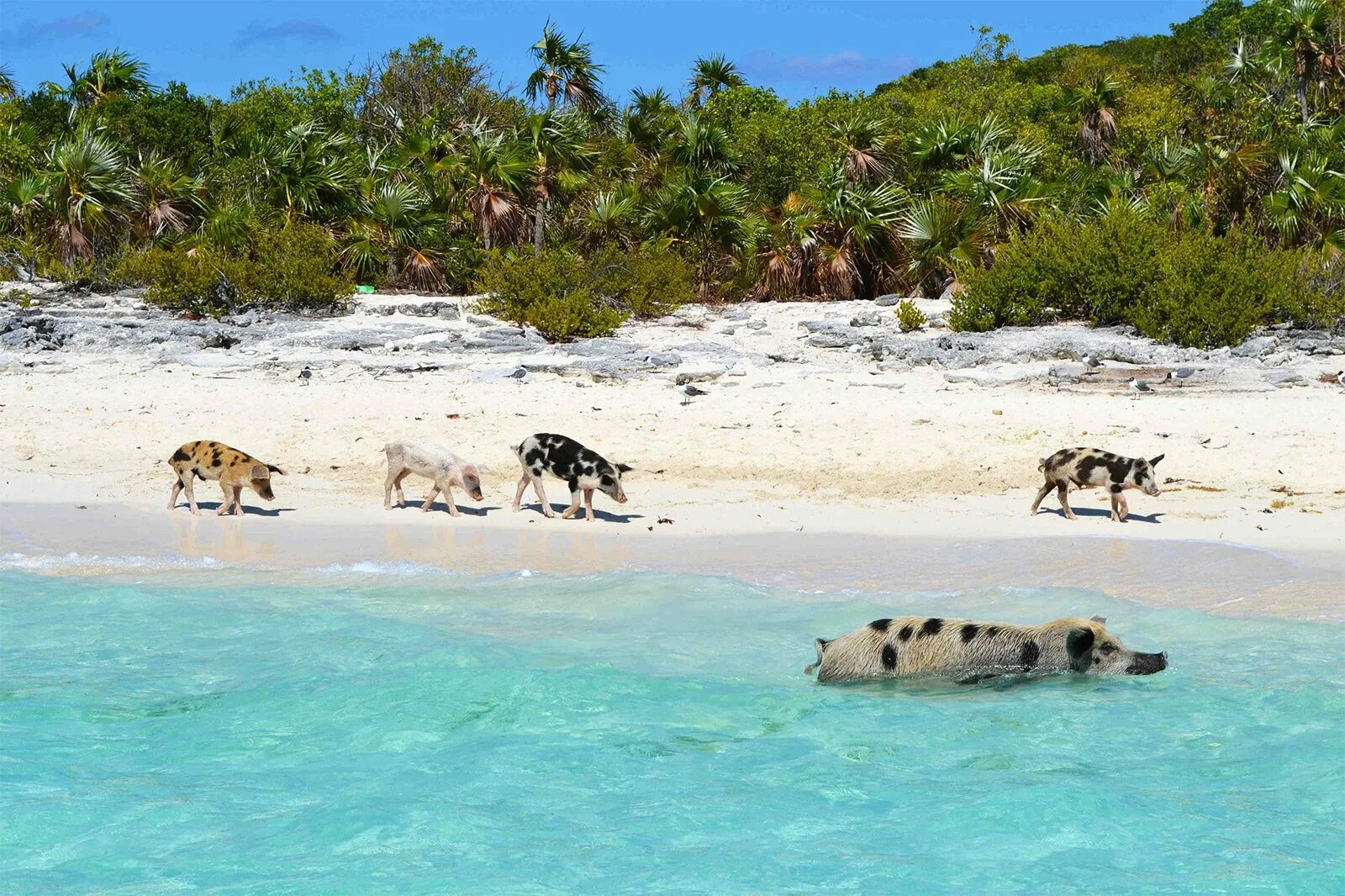 Bahamas islands. Нассау (Багамские острова). Багамы Нассау. Биг Мэйджор Кэй Багамские острова. Нассау Багамские остров свиней.