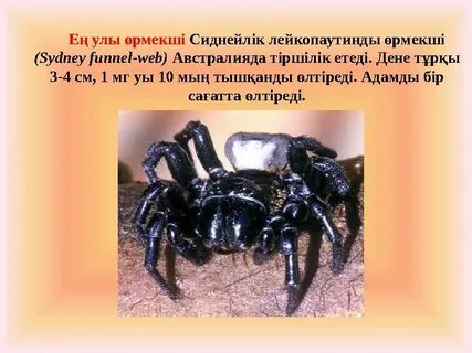 Дром мен жыныстық қатынас