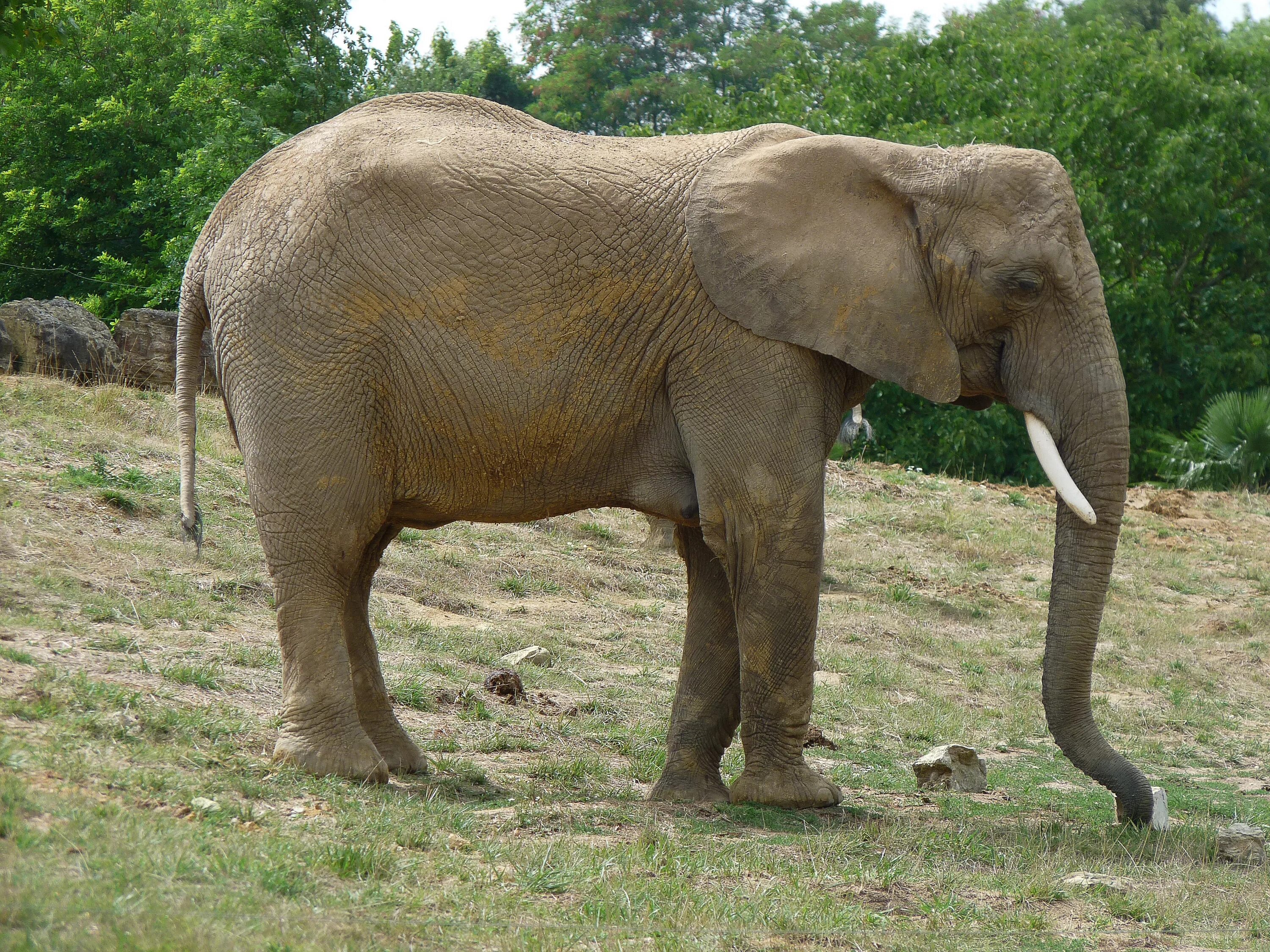 Old elephant. Слоны. Индийский слон. Мамонты в Африке. Африканский мамонт.