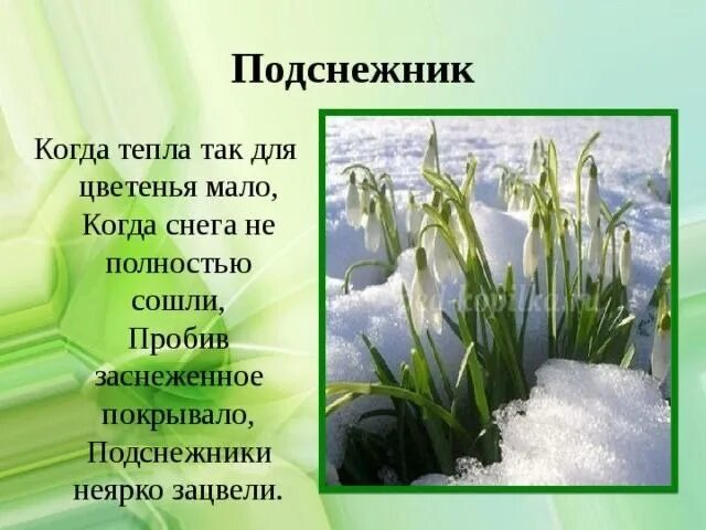 19 апреля день подснежника. С днем подснежника открытки. День подснежника. Папка передвижка день подснежника 19 апреля. День подснежника.