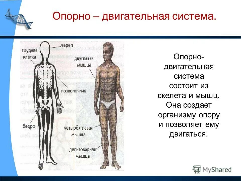 доклад на тему органы человека 2 класс окружающий мир. внешние органы человека. схема системы органов человека 3 класс окружающий мир. строение человека 3 класс окружающий мир перспектива. организм человека презентация.