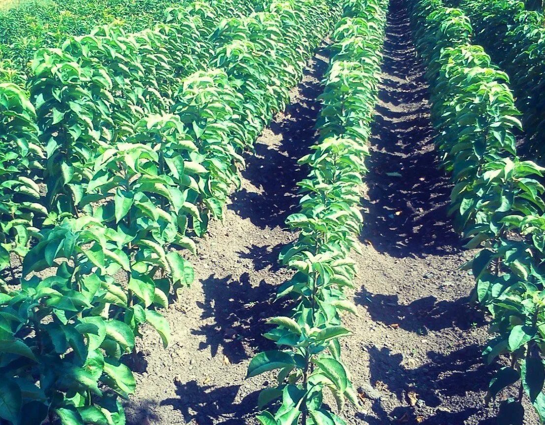 Катальпа саженцы катальпы. Саженцы деревьев краснодарский край. Саженцы плодовых деревьев краснодарский край. Питомник крупномеров. Саженцы плодовых деревьев /яблоня, груша, слива, вишня/.