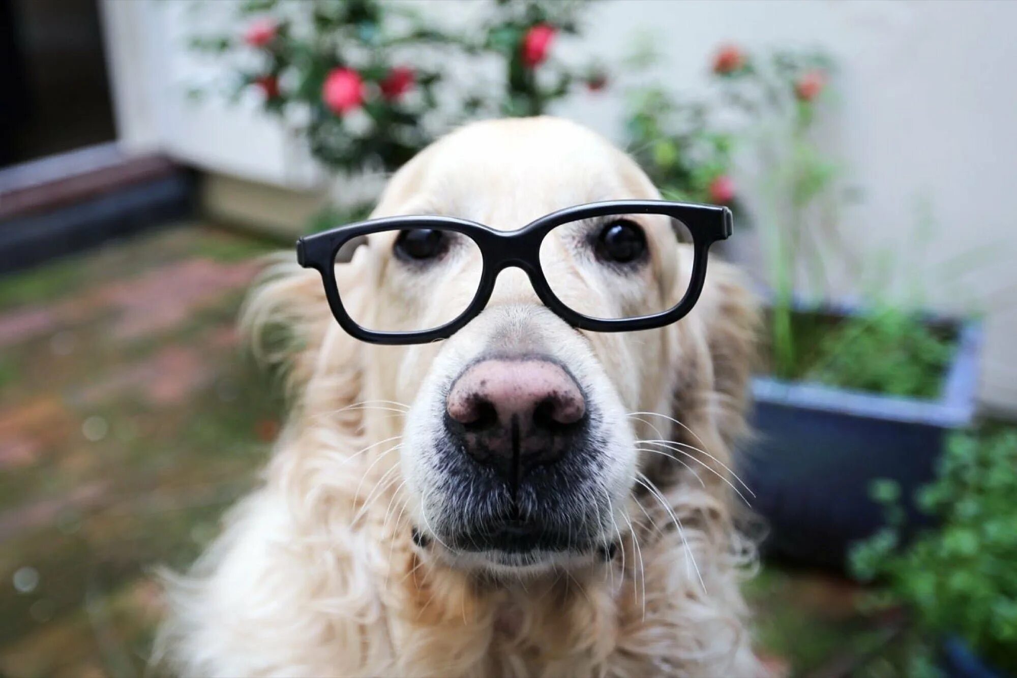 Учительница собака. Умная собака. Собака в очках. Умная собака в очках. Умный пес.