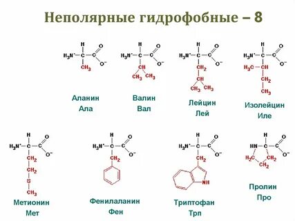 Гидрофобные взаимодействия радикалов аминокислот
