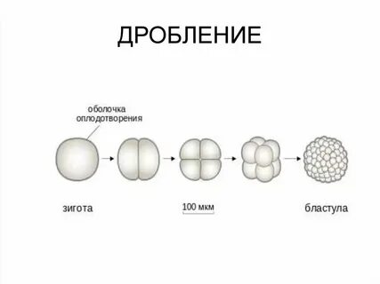 Дробление зиготы период