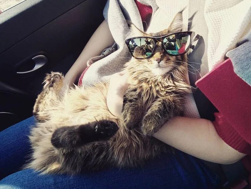 Крутые котики девочки