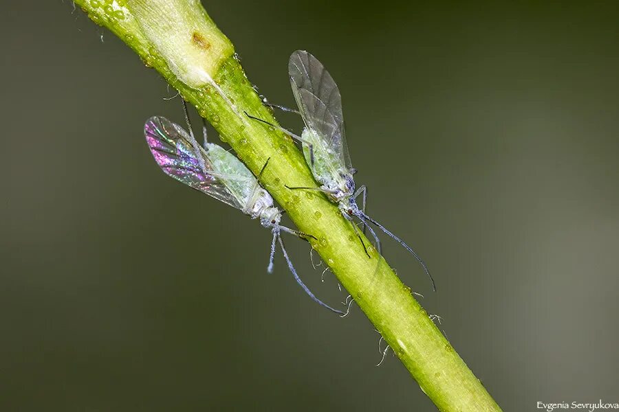 Тля относится к насекомым. Homoptera Равнокрылые. Отряд Равнокрылые тля. Листоблошки Равнокрылые. Равнокрылые тля.