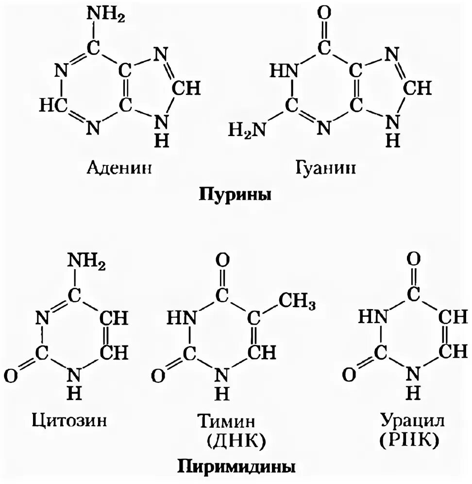 Тимин формула. Структура гуанин Тимин аденин. Гуанин цитозин аденин Тимин строение. Строение аденина гуанина цитозина Тимина. Аденин гуанин цитозин формулы.