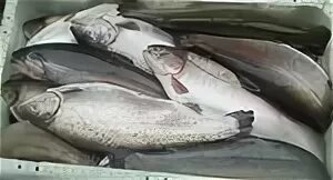 Рыба реутов