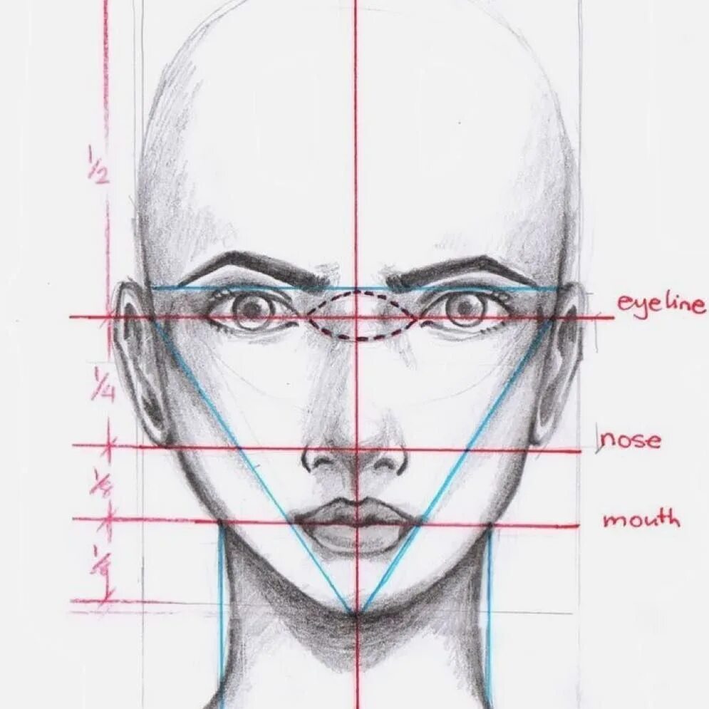 Лицо рисунок схема. Пропорции лица человека в анфас. Пропорции лица человека для рисования анфас. Пропорции головы человека анфас. Построение лица человека пропорции схема.
