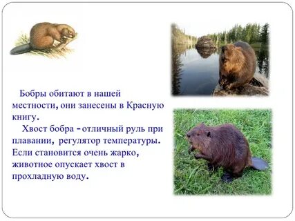 В какой среде обитает бобр
