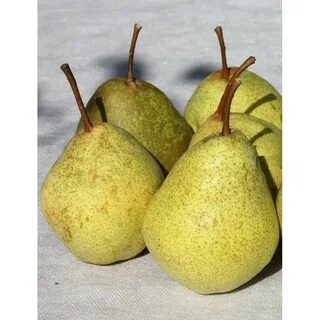 Название зимних груш