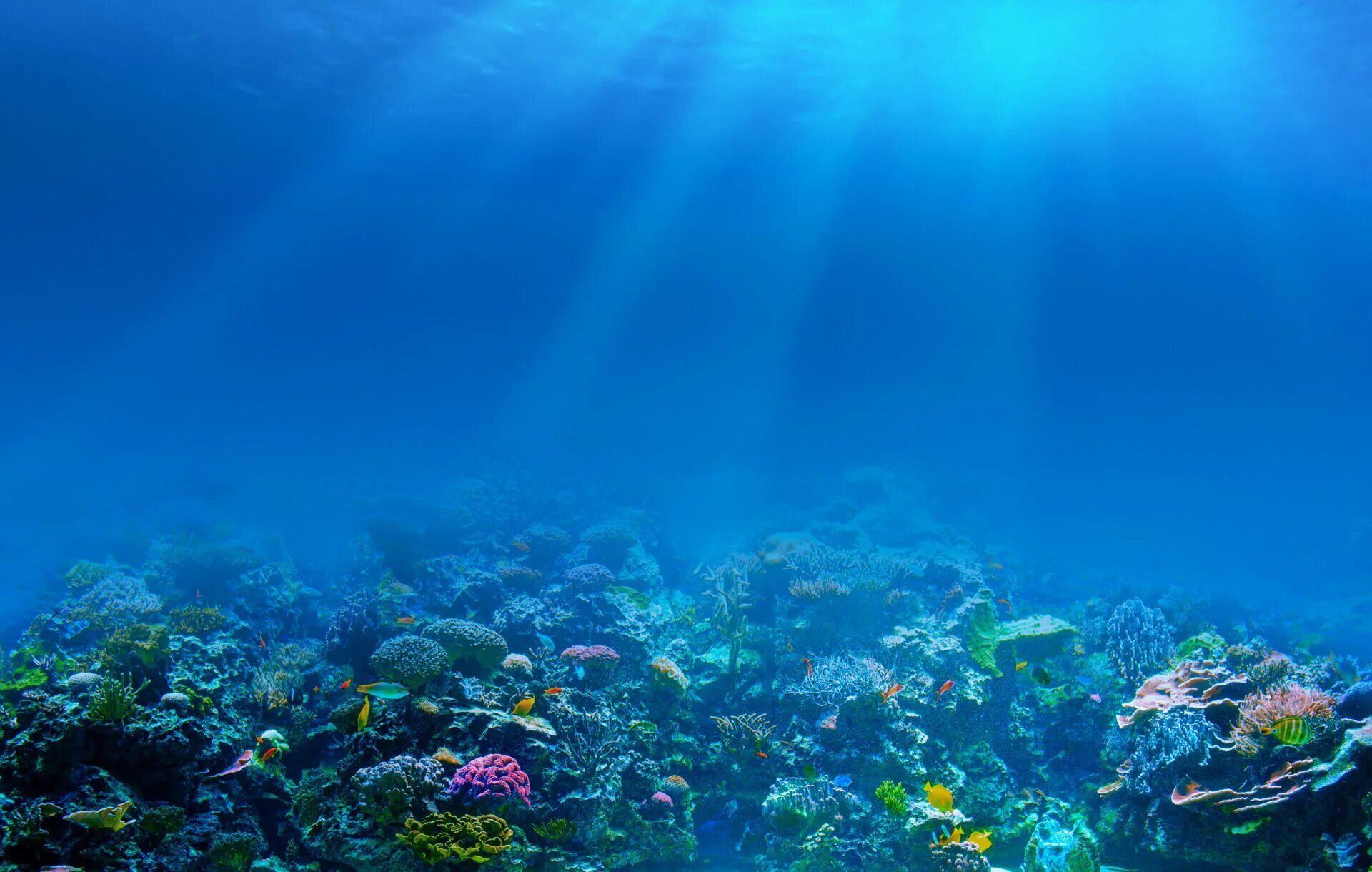 Жизнь в глубине моря. Рифы в океане. Подводный мир. Морское дно. Дно океана.