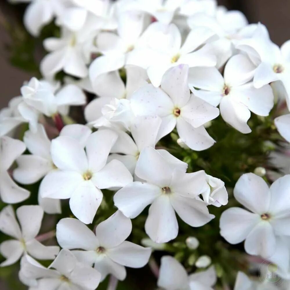 Флокс царевна лебедь. Флокс царевна лебедь