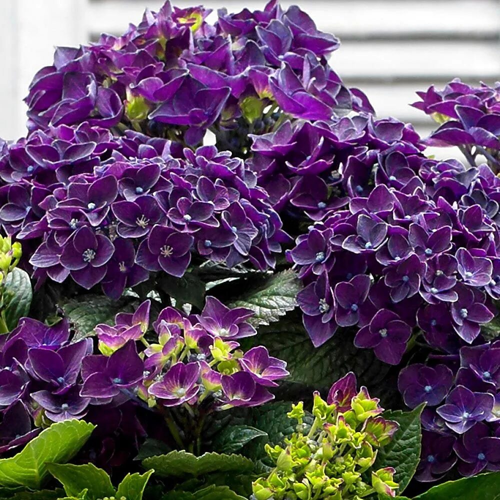 Purple collection. Гортензия крупнолистовая дип перпл. гортензия крупнолистная пурпл. гортензия дип перпл. гортензия крупнолистная &#039;deep purple dance&#039;.