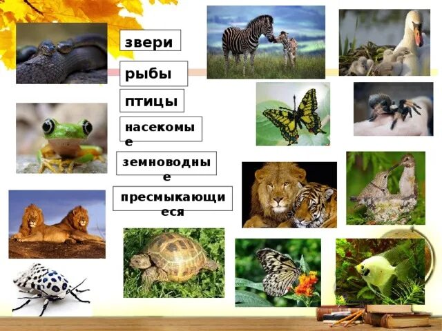 Дикие животные звери птицы насекомые. Животные птицы насекомые. животные звери птицы рыбы насекомые. звери птицы насекомые земноводные. животные-это насекомые рыбы земноводные пресмыкающиеся птицы и.