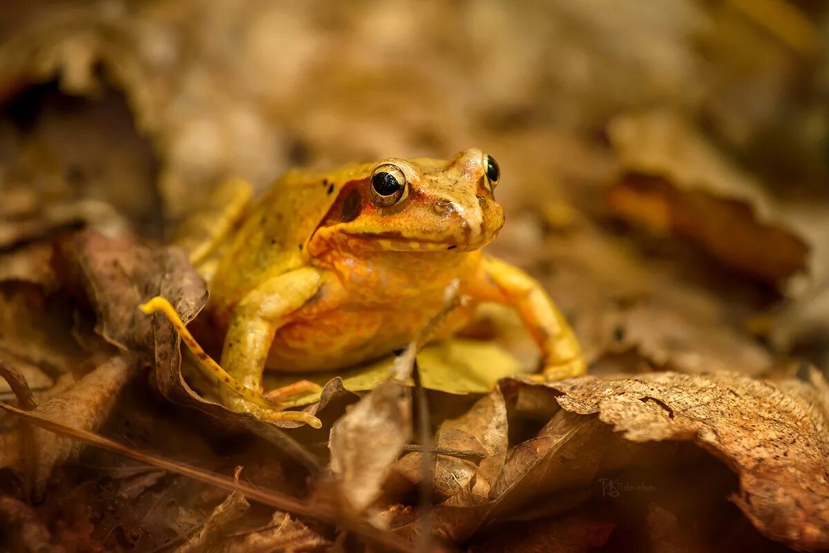 жаба-брызгун киханси. обыкновенная амурская жаба. лягушка дальневосточная rana chensinensis. лягушки приморского края. Bufo gargarizans.
