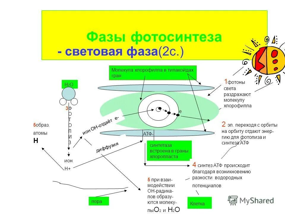 Световая фаза кратко