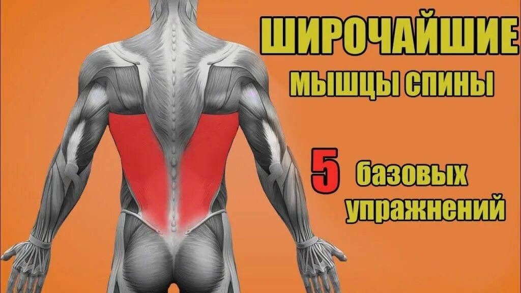 Как закачать спину