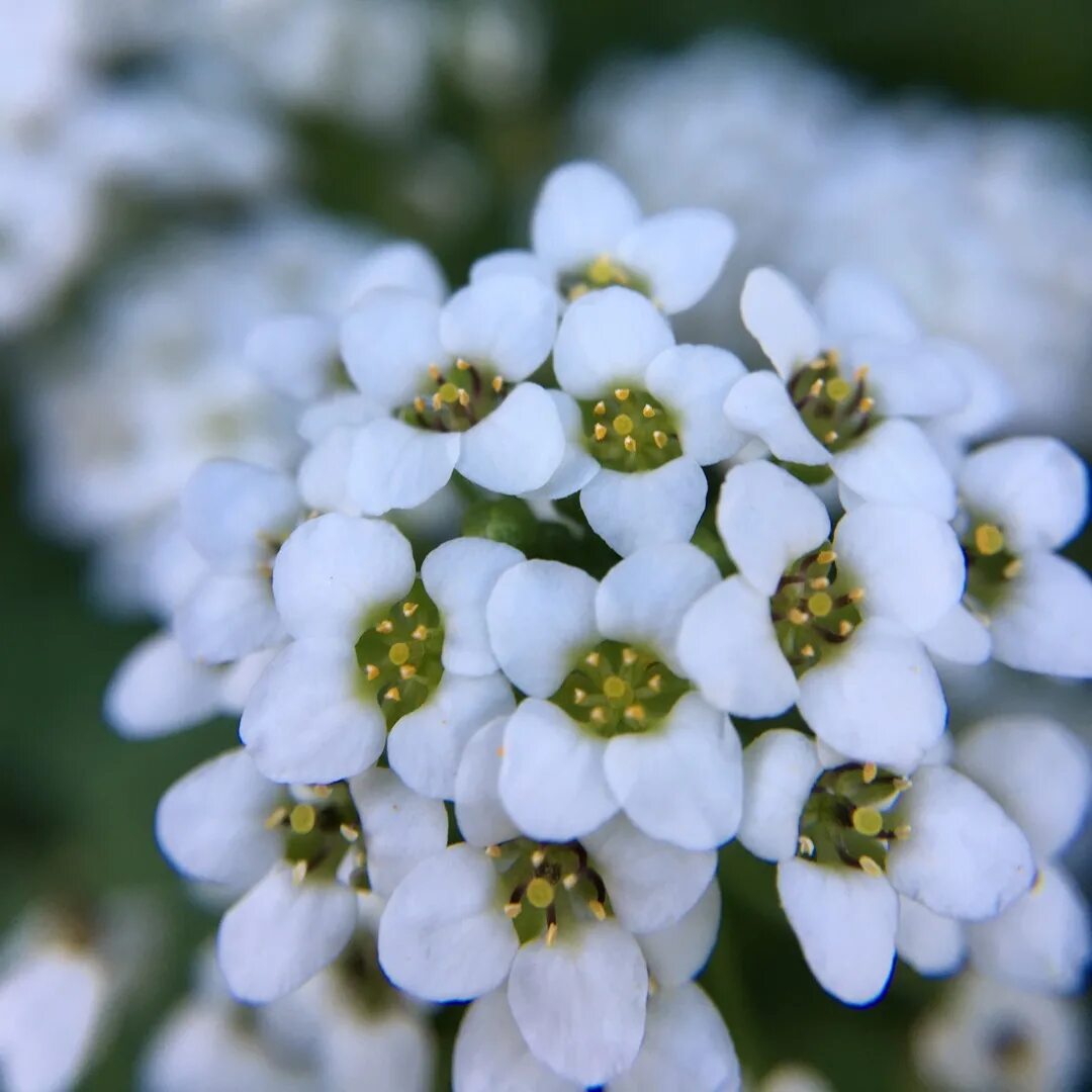 Алиссум цветение. Алиссум lobularia maritima. цветок алиссум морской. алиссум (maritimum). каменник лобулярия.