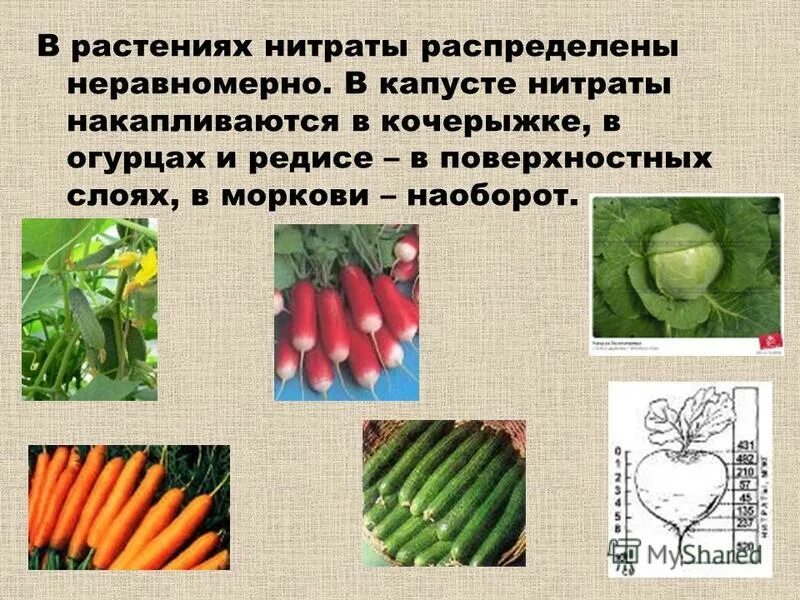 нитраты и нитриты в пищевых продуктах. источники нитратов в продуктах питания. нитраты в овощной продукции. как нитраты влияют на растения. нитраты в растениях.