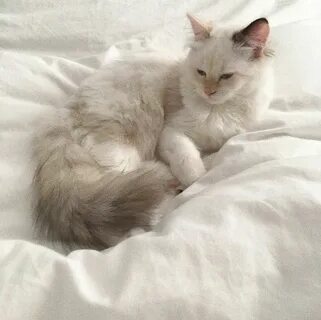 Бело бежевые коты