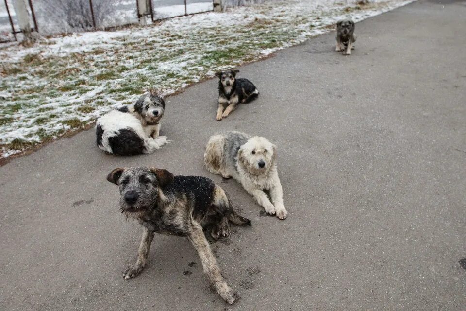 Отлов собак московская область. Бездомные собаки. Бродячие собаки. Бездомные собаки на улице. Беспризорные собаки.