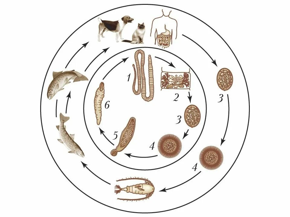 Широкий лентец жизненный цикл. Diphyllobothrium latum жизненный цикл. Широкий жизненный цикл широкий лентец. Ленточные черви широкий лентец.