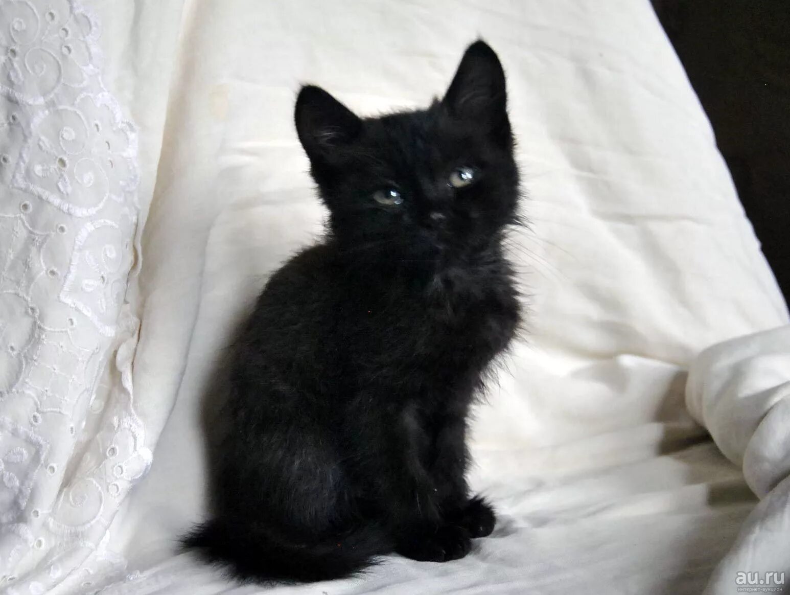 Кот метис черный. Черные гладкошерстные котята 1 месяц. Черный котенок. Черный котенок 1 месяц. Какие черные котята есть
