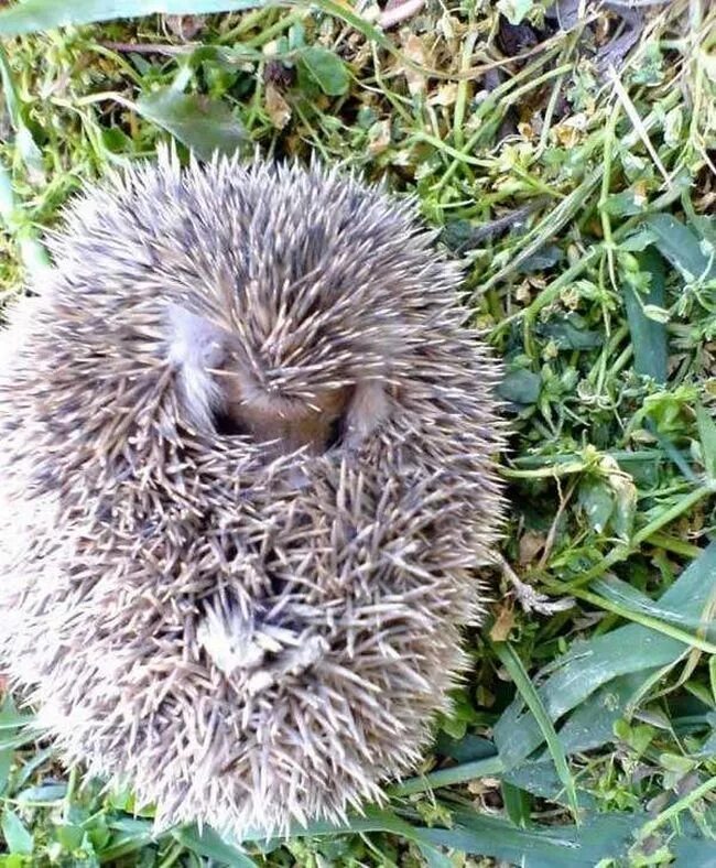 ежики 8